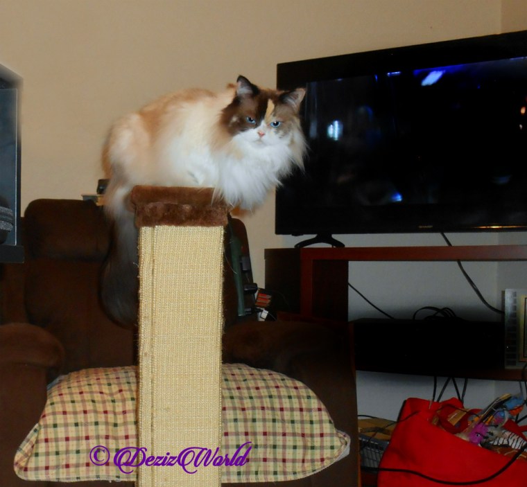 Raena lays on top of scratcher