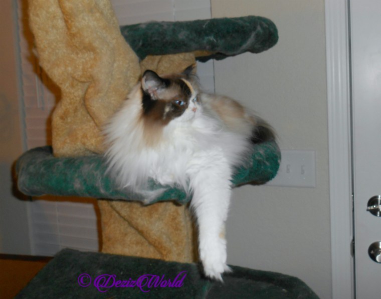 Raena lays on cat tree, profile, selfie