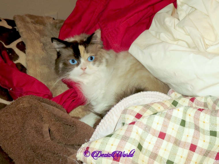 Raena lays in the laundry