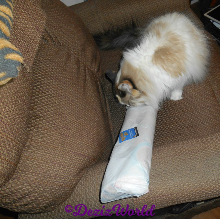 Raena checks out kitty kick stix