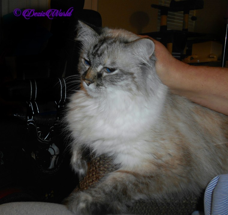 Dezi gets lap loving selfie