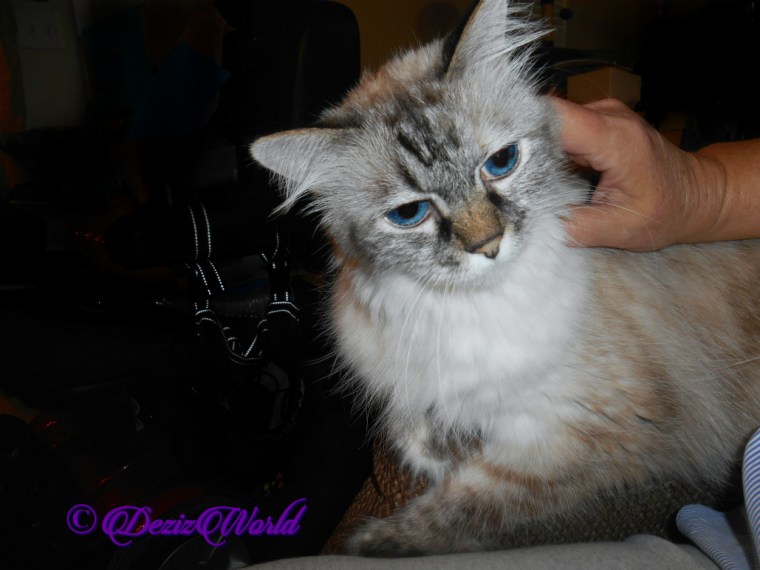 Dezi gets lap loving while laying on the chair arm