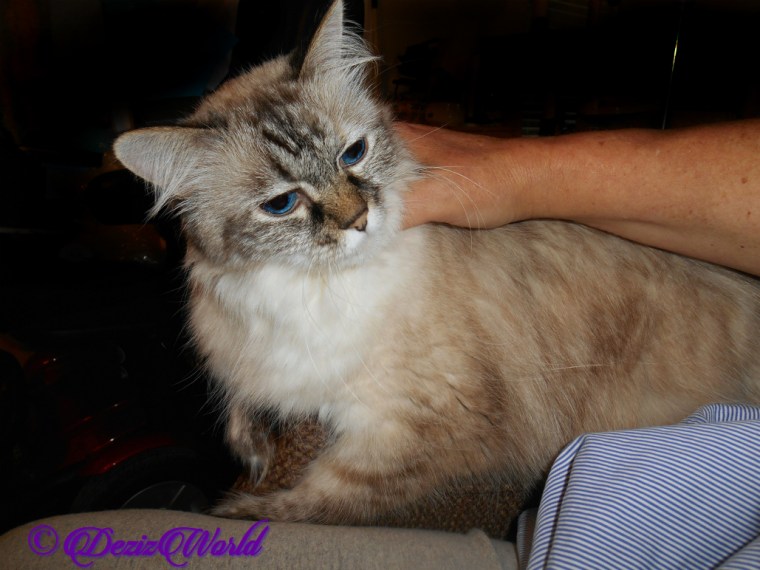 Dezi gets lap loving