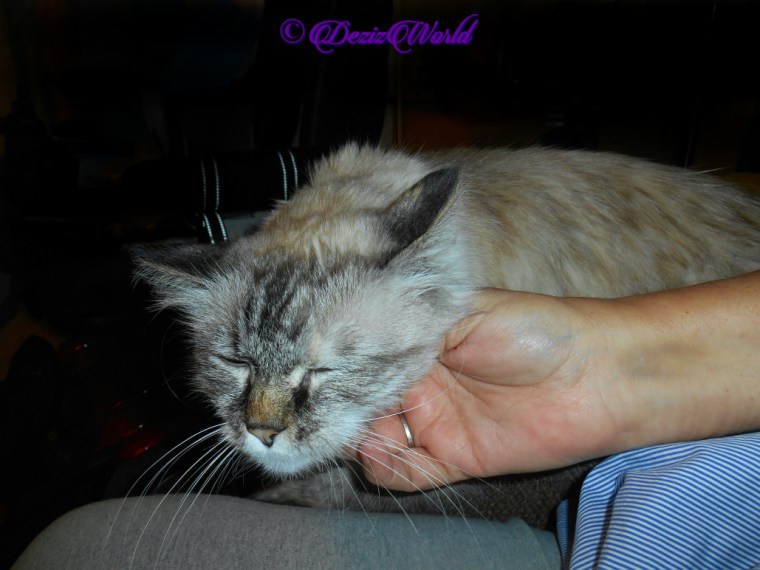 Dezi gets chin scritches