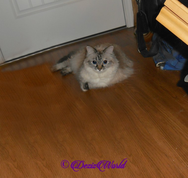 Dezi lays on floor selfie