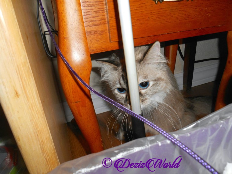 Dezi sits under table selfie