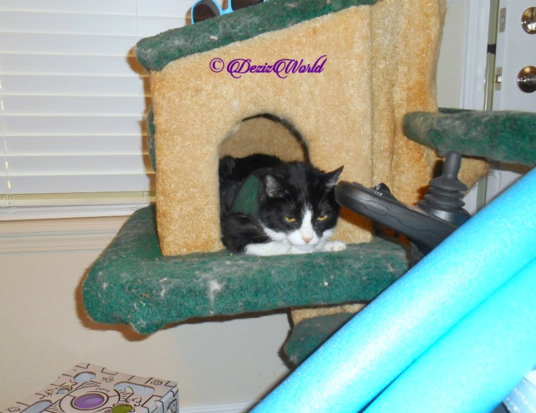 Gizmo lays in cat tree house