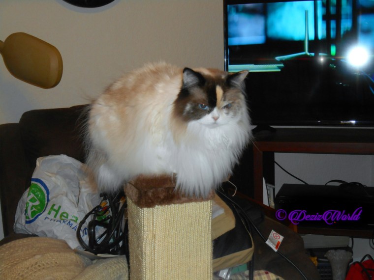 Raena lays atop scratcher selfie