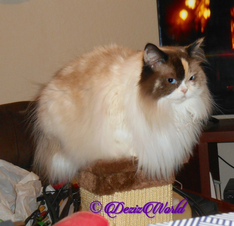 Raena perches atop scratcher pole