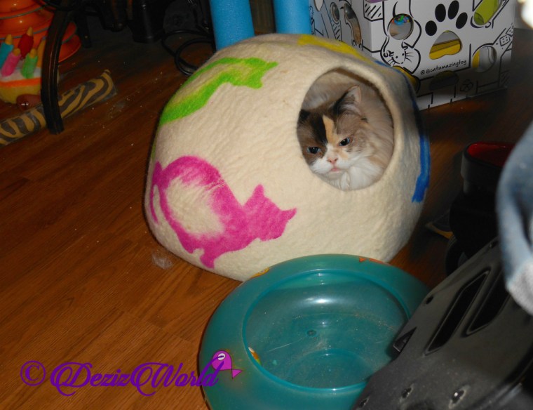 Raena lays in Cat Cave