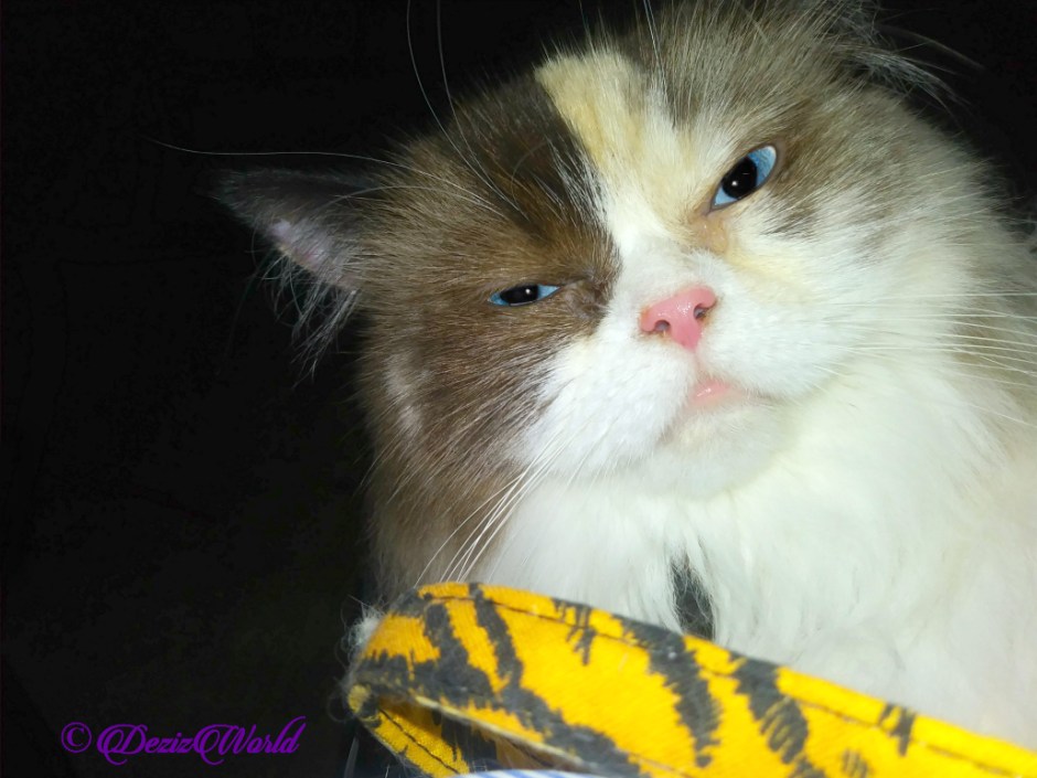 Raena selfie at Medford