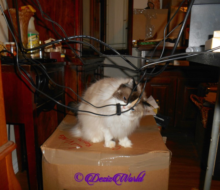 Raena inspects cords