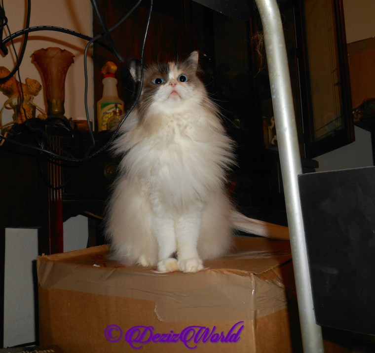 Raena sits pretty atop box