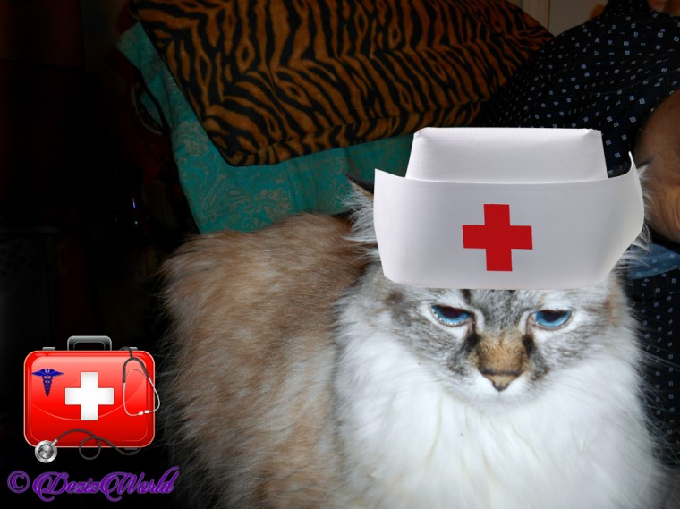 Dezi with nurse cap laying on chair arm