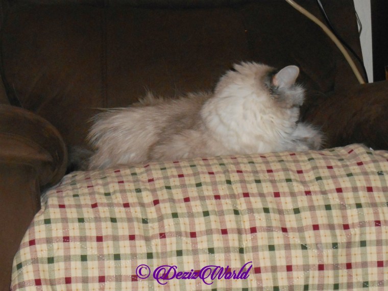 Dezi sleeps in chair