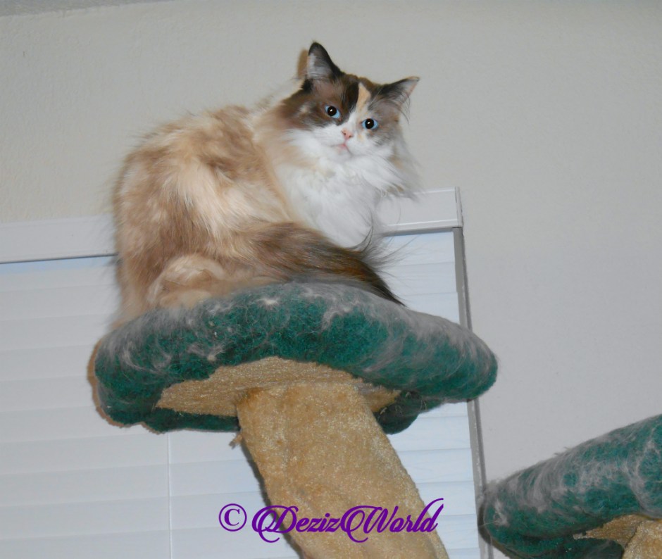 Raena sits pretty atop cat tree