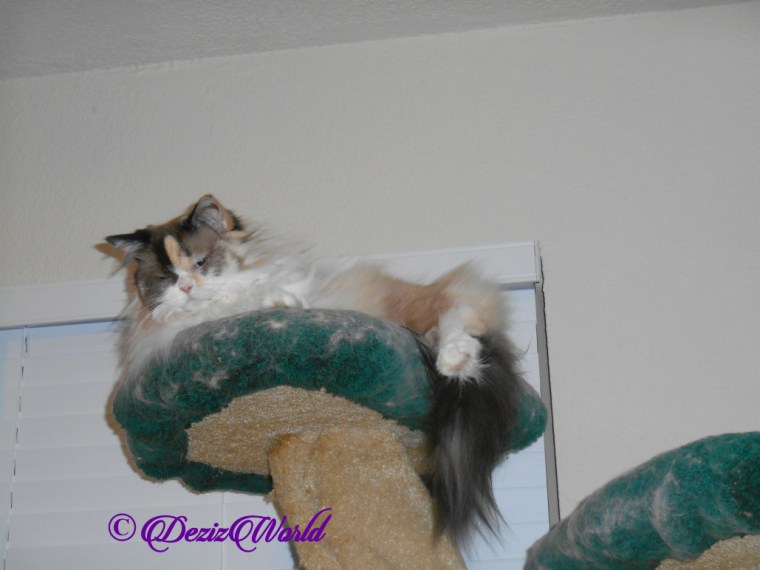 Raena lays atop cat tree