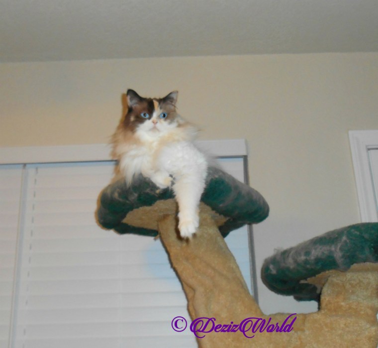Raena lays atop cat tree
