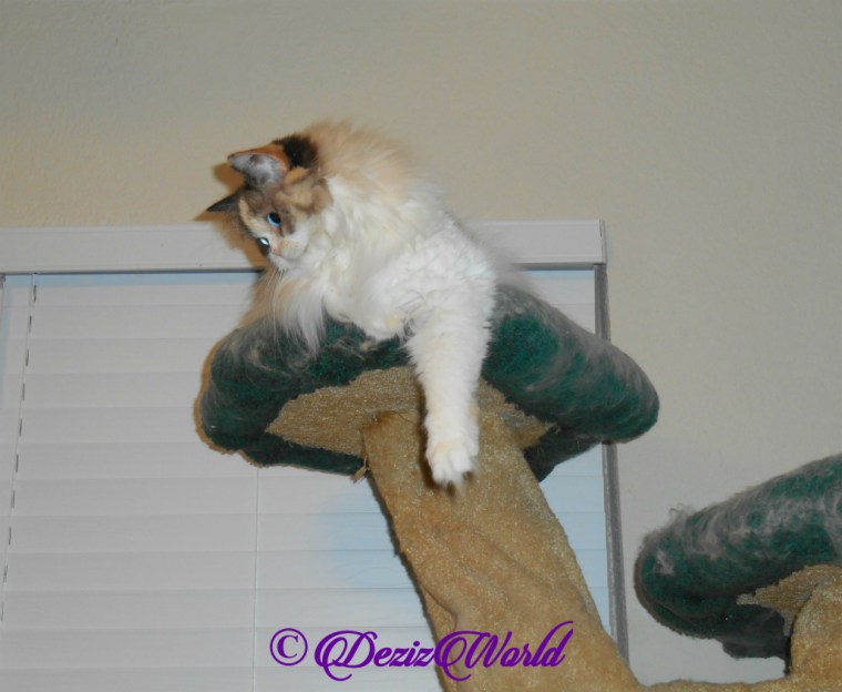 Raena looks down from atop the cat tree
