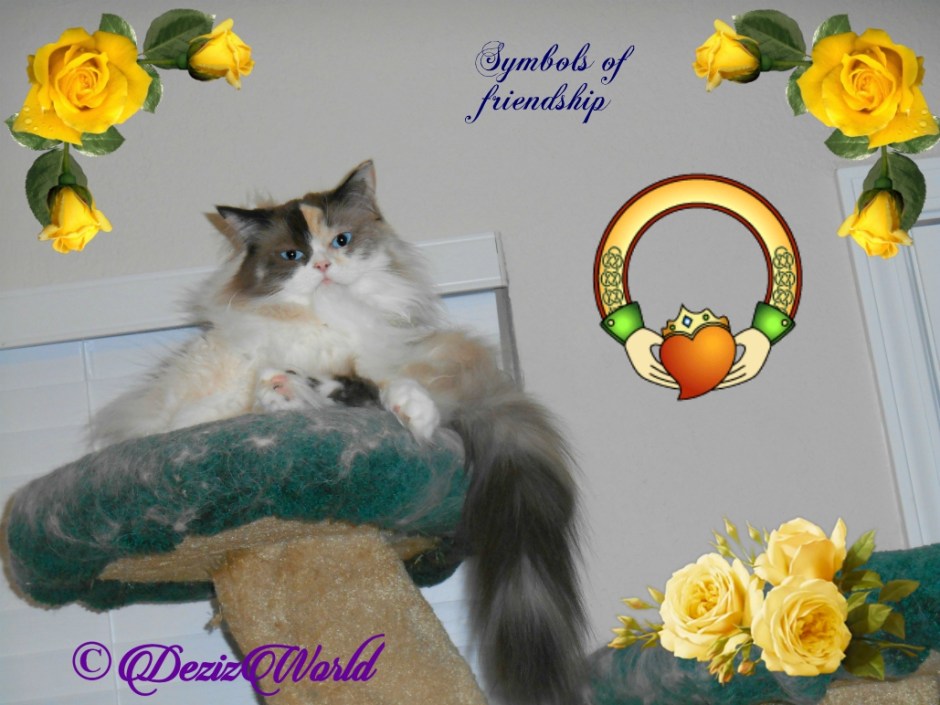 Raena lays atop cat tree with symbols of friendship all around