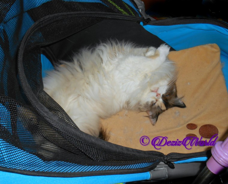 Raena naps in stroller