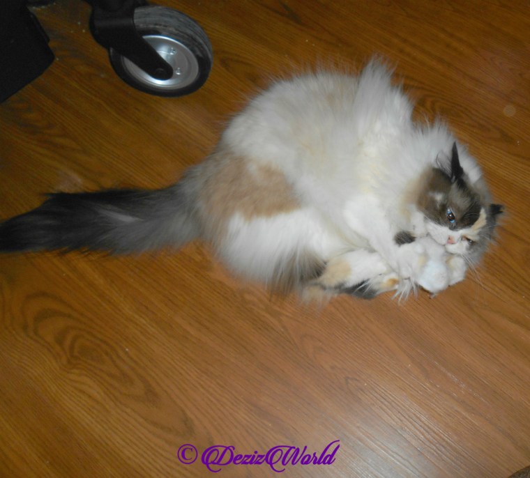 Raena bunny kicks silvervine toy