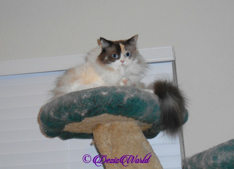 Raena bathes atop cat tree