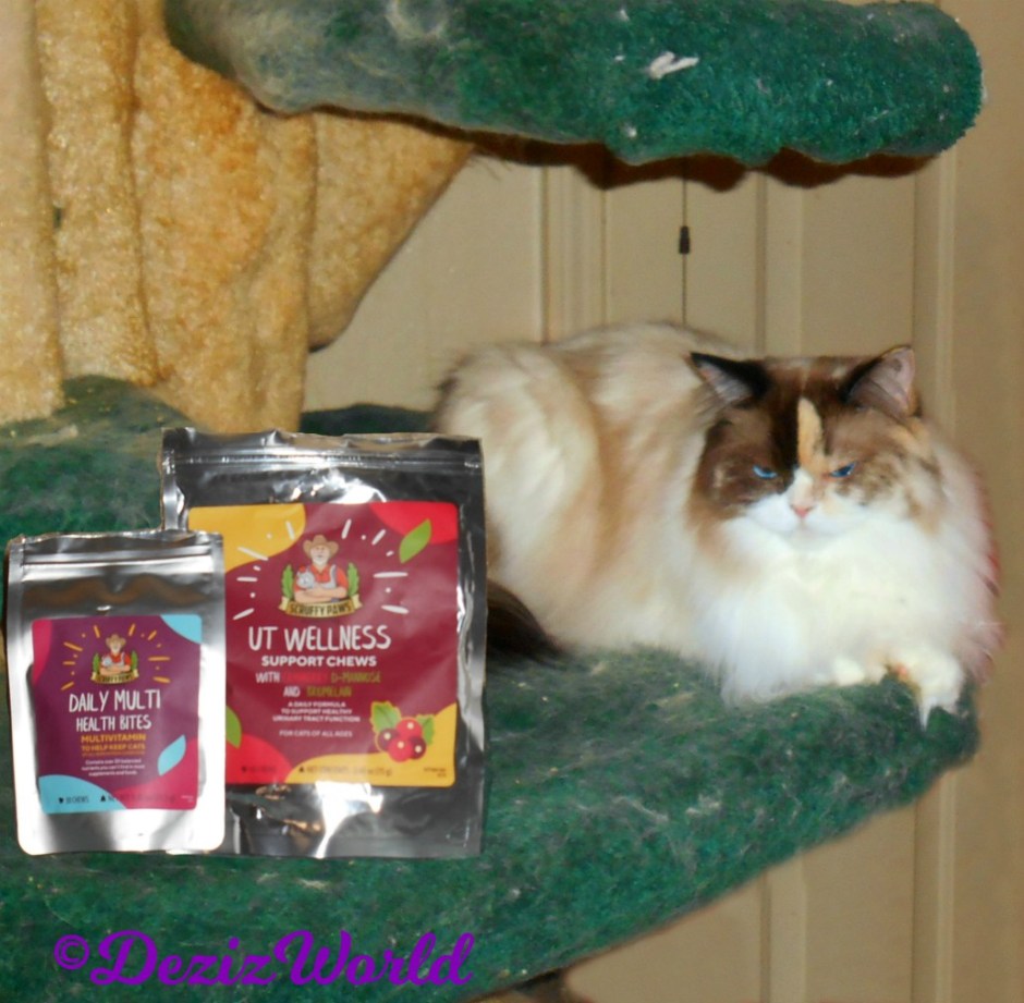 Raena lays on cat tree with scruffy pawsy welness treats