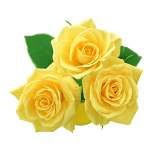 Yellow rose cluster clip art