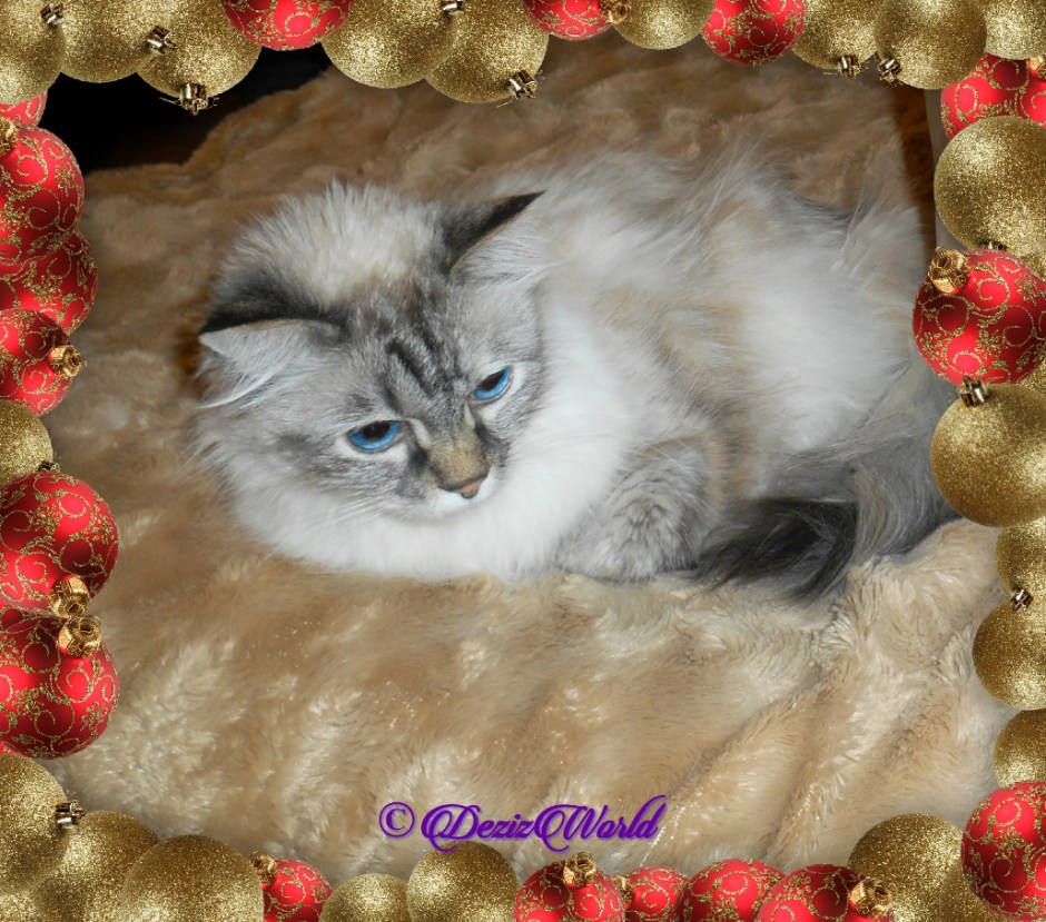 Dezi in a Christmas ball frame, selfie