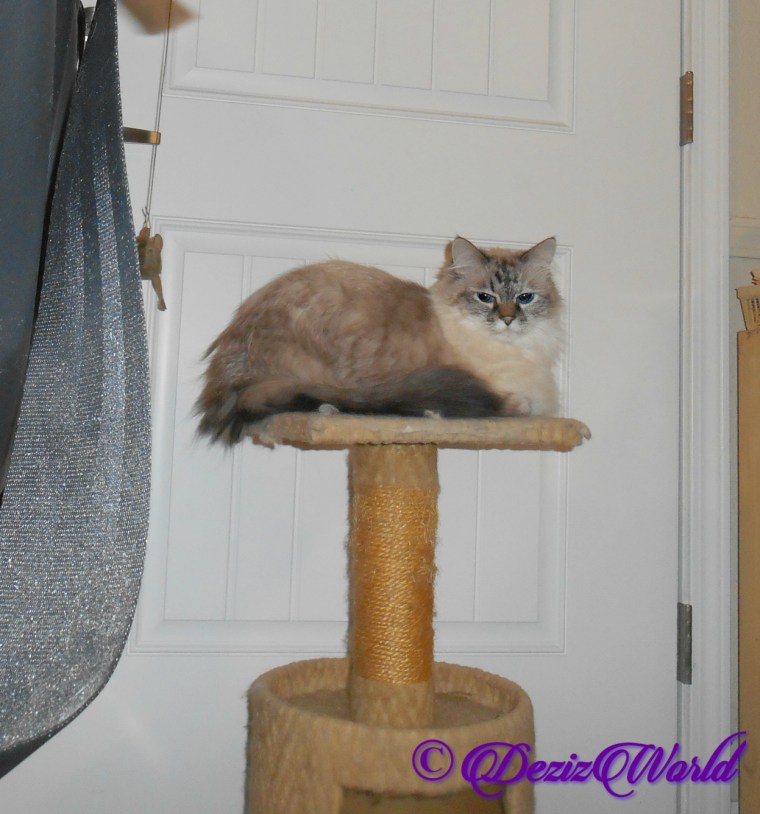 Dezi lays on small perch