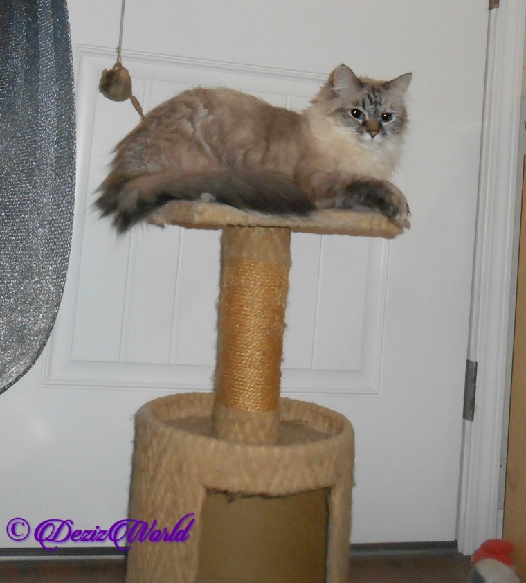 Dezi lays on small perch