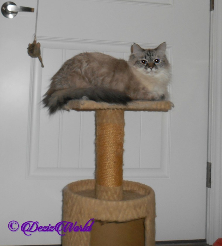 Dezi lays on small perch