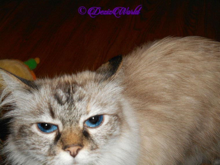 Dezi standing selfie