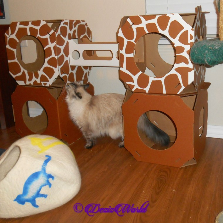 Dezi checks out stacks