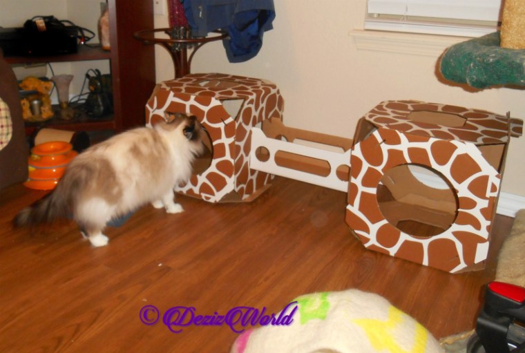 Raena looks inside Stacks