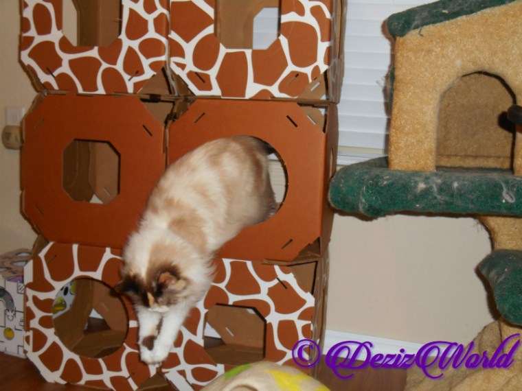 Raena jumps out of Stacks