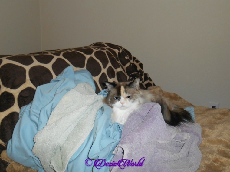 Raena plays in laundry