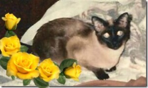 angel Mei Li, jane koble