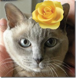 angel Wendy, jane Koble