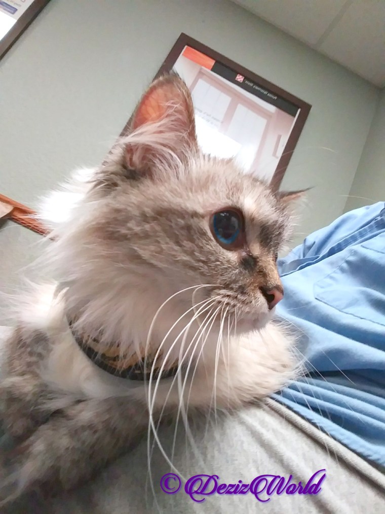 Dezi lays in lap at vet