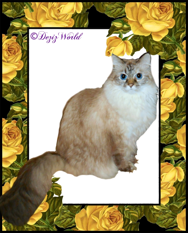 Dezi sits in yellow rose frame