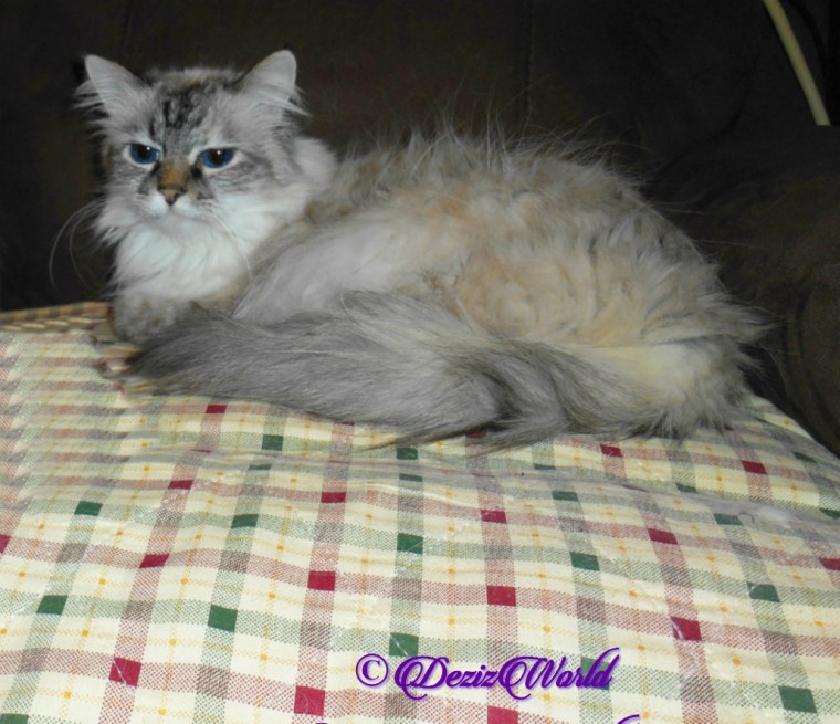 Dezi lays in chair, selfie