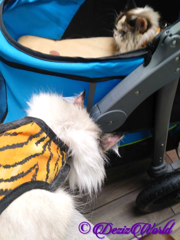 Dezi and Raena at vet