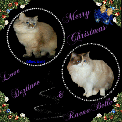 Dezi and Raena's 2019 Cat Scout Christmas Card