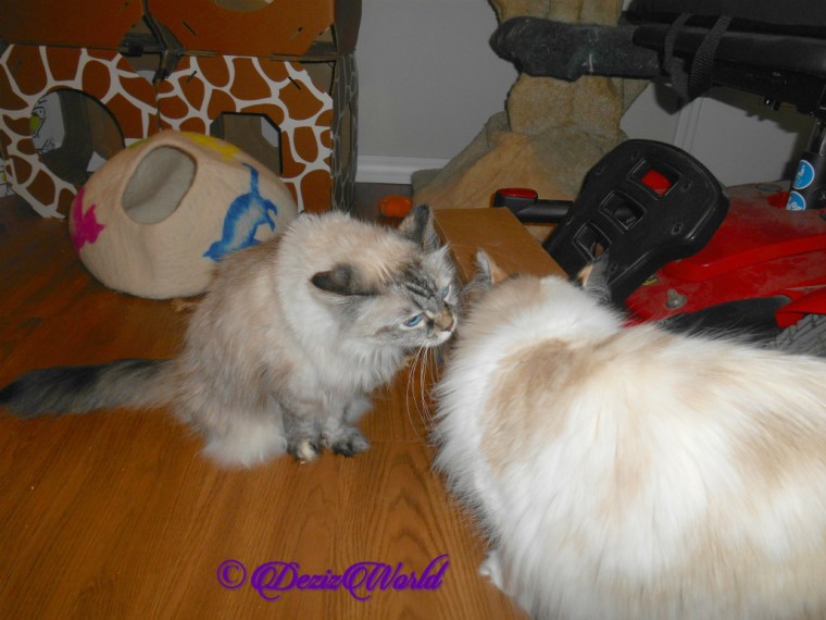 Dezi and Raena nose bump