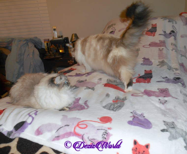 Dezi and Raena on bed 