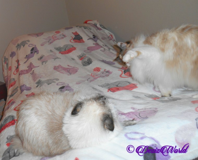 Dezi and Raena whacky paw over blanket gift from Valentine