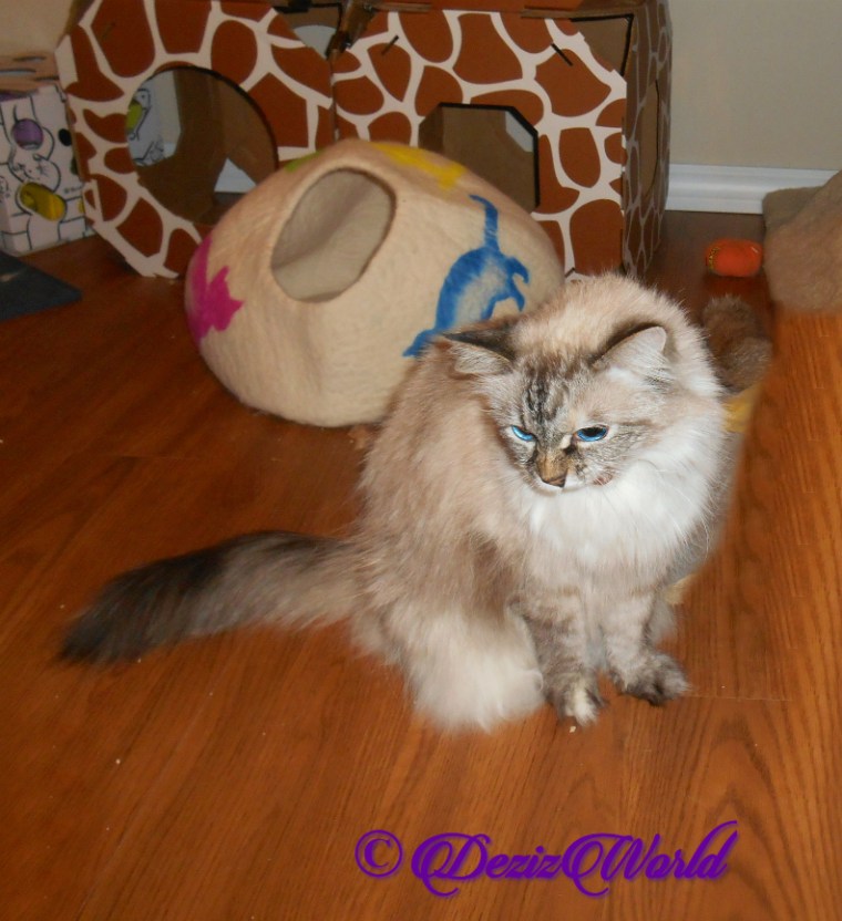 Dezi sits pretty mouth open