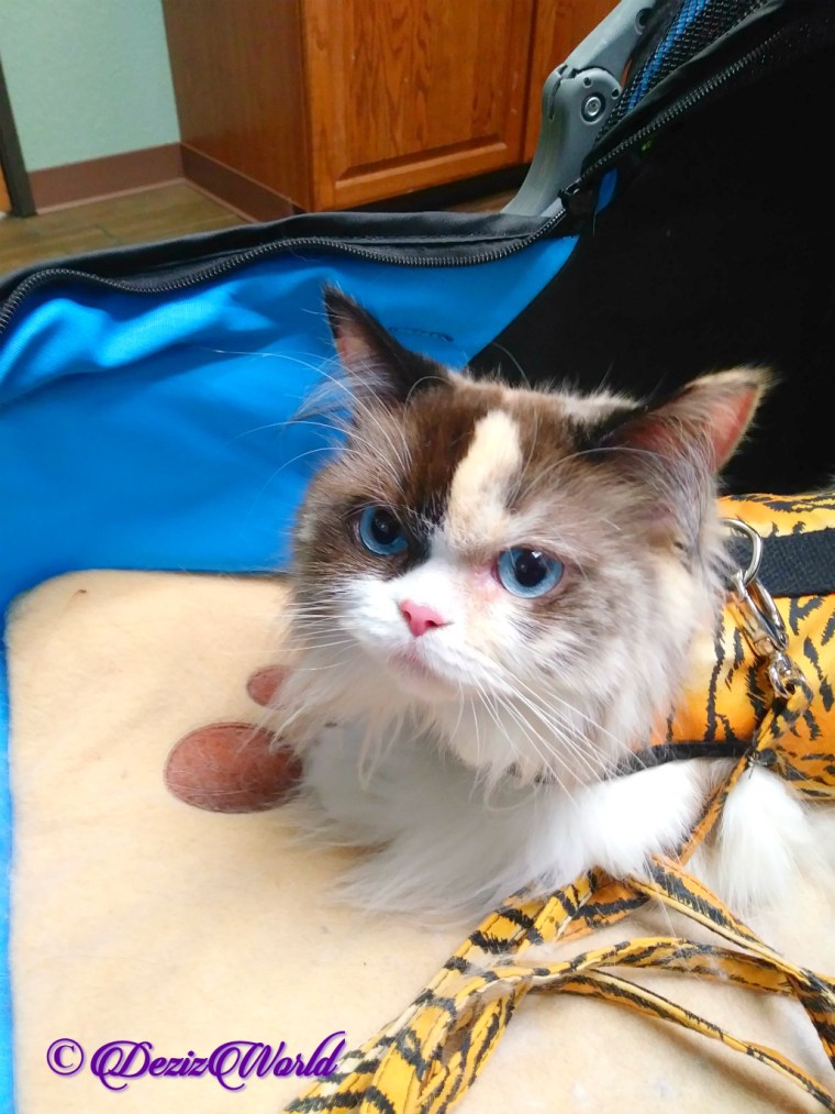 Raena lays in stroller at vet